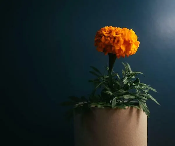 Em Kastelo ザダル